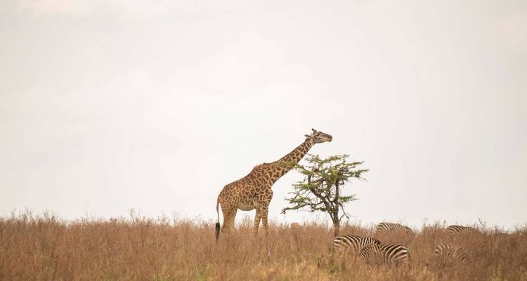 7 Days Serengeti Lodge Safari - Safari Serengeti Booking 6