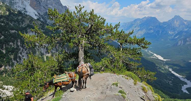 Two horses loaded with gear on a mountain trail.