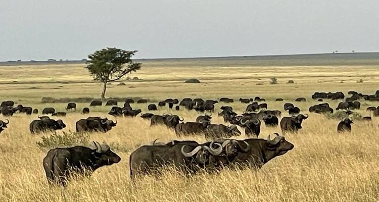 Une semaine à Serengeti, Tanzanie - Safari Serengeti Booking 2