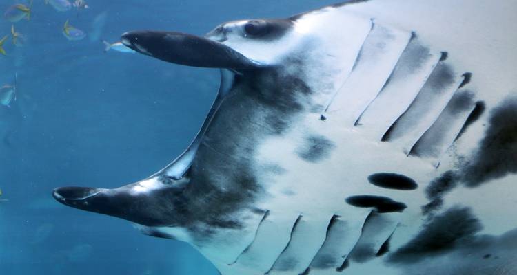 Nahaufnahme eines Mantarochens unter Wasser.