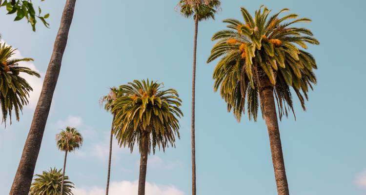 Rows of tall palm trees against a clear sky.