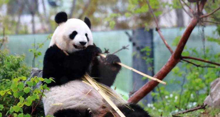 9 jours Japon Essentiel avec enfants de moins de 6 ans (Guide privé et chauffeur) - UME Travel Co. Ltd 1