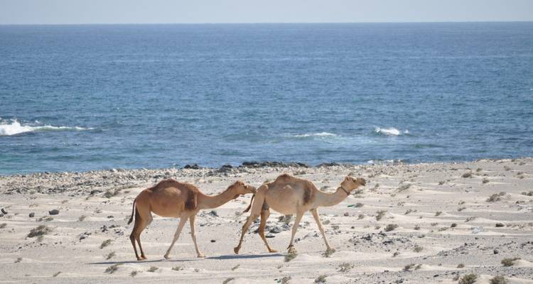 Treasures of Oman: Culture & Coastline - Global Safari for Travel and Tourism 9