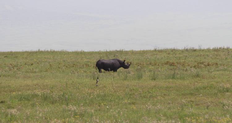 A Week to Explore Serengeti, Tanzania - Safari Serengeti Booking 1