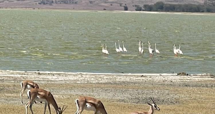 A Week to Explore Serengeti, Tanzania - Safari Serengeti Booking 3