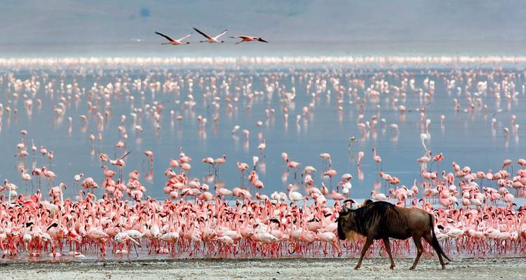 A Week to Explore Serengeti, Tanzania - Safari Serengeti Booking 4