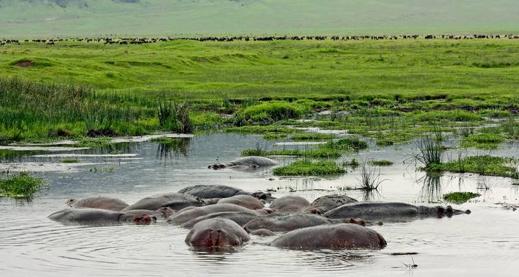 A Week to Explore Serengeti, Tanzania - Safari Serengeti Booking 6