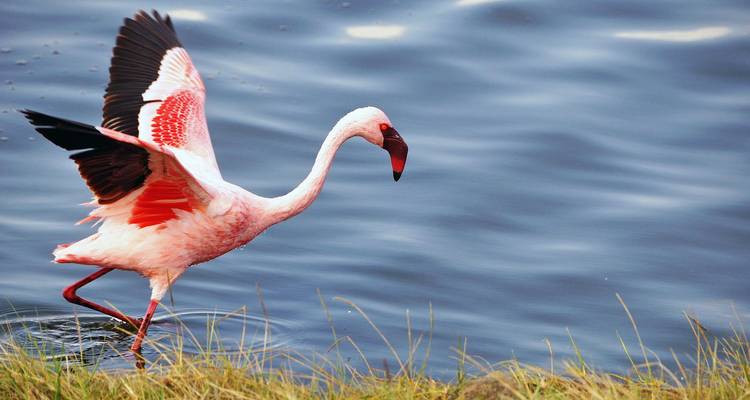 A Week to Explore Serengeti, Tanzania - Safari Serengeti Booking 7