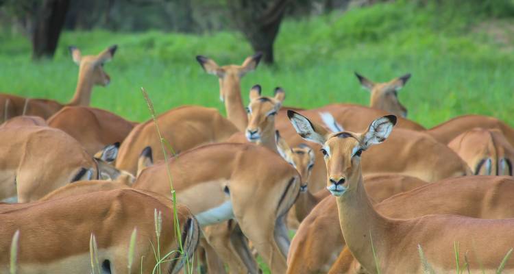 A Week to Explore Serengeti, Tanzania - Safari Serengeti Booking 10