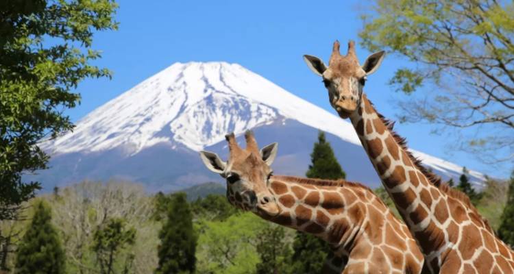 9 jours - Le meilleur du Japon avec des adolescents de plus de 12 ans (guide et chauffeur privés) - UME Travel Co. Ltd 9