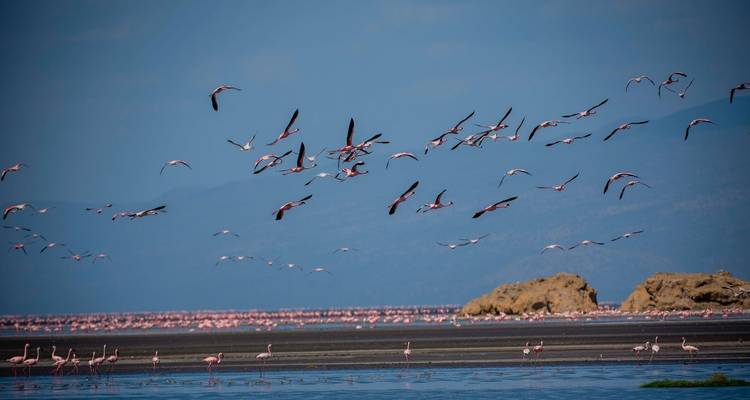 Flamants roses en vol au-dessus d'un vaste lac avec des îles rocheuses.
