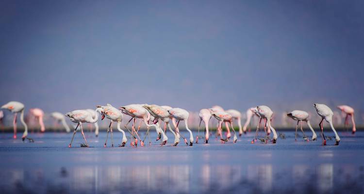 Groupe de flamants roses se nourrissant dans un lac peu profond.