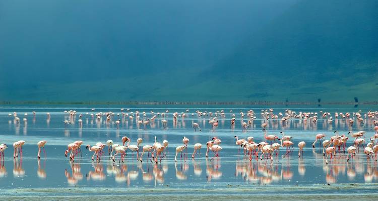 6 jours d'observation des oiseaux à un prix abordable - Safari Serengeti Booking 2