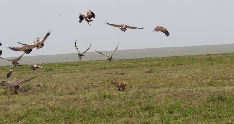 6 jours d'observation des oiseaux à un prix abordable - Safari Serengeti Booking 7