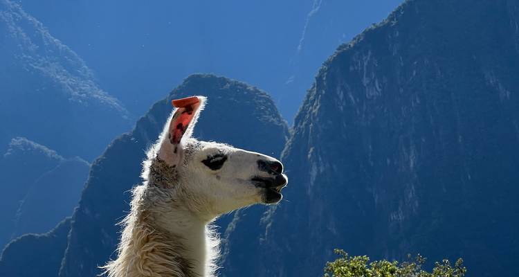 15-Day Colombia & Peru Tour: Medellín to Puno with Inca Trail - The Dragon Trip 9