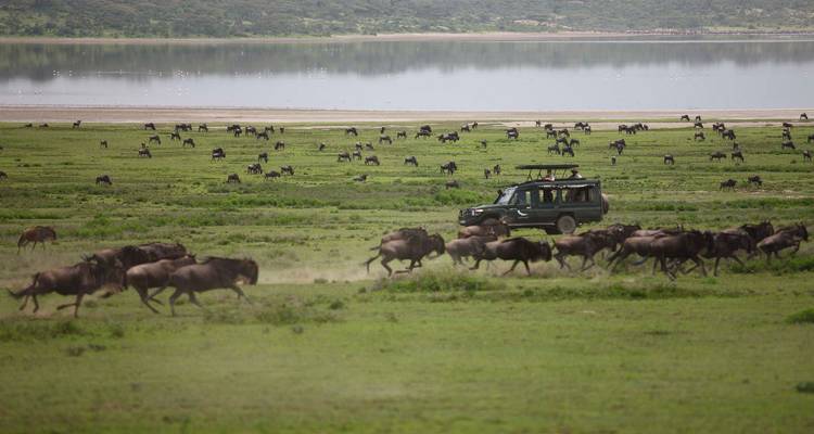 5 Days All about Annual Wildebeest Migration - Safari Serengeti Booking 1