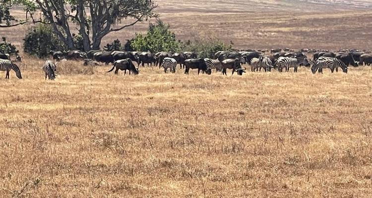 5 Days All about Annual Wildebeest Migration - Safari Serengeti Booking 6