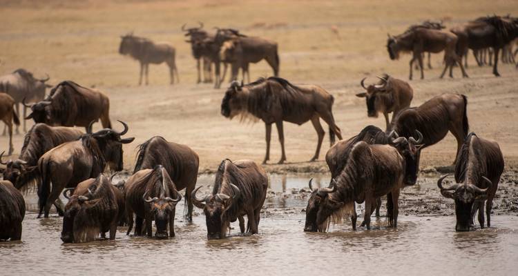 5 Days All about Annual Wildebeest Migration - Safari Serengeti Booking 8