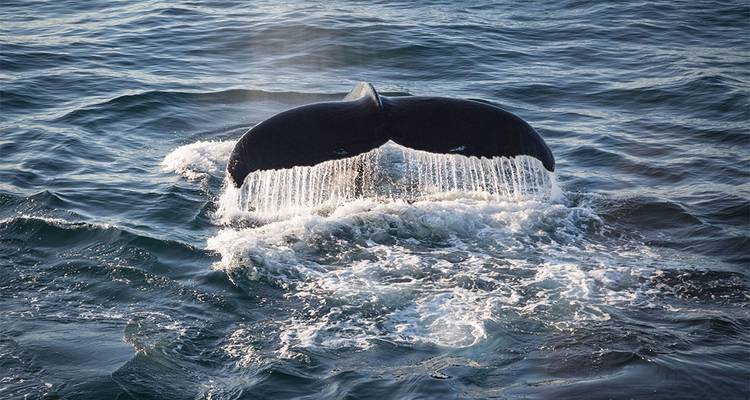 Les nageoires caudales d'une baleine à bosse s'élèvent au-dessus de l'eau scintillante alors qu'elle plonge, laissant une cascade de gouttelettes.
