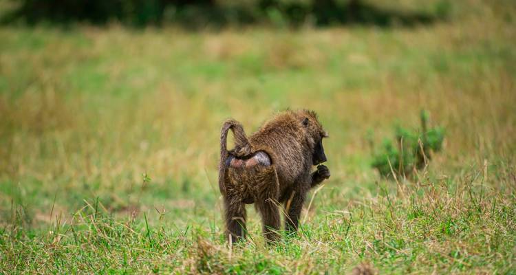 5 Días Asequible Migración Anual de los Ñus - Safari Serengeti Booking 4