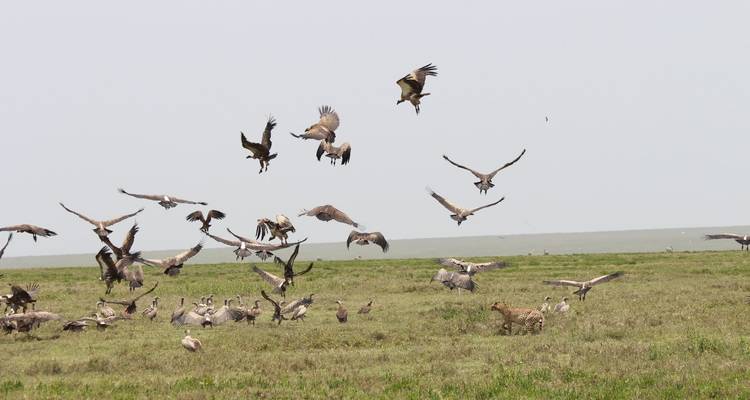 5 Días Asequible Migración Anual de los Ñus - Safari Serengeti Booking 7