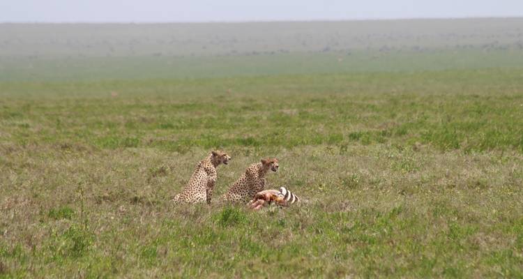 4 Days All About Great Annual Wildebeest - Safari Serengeti Booking 1