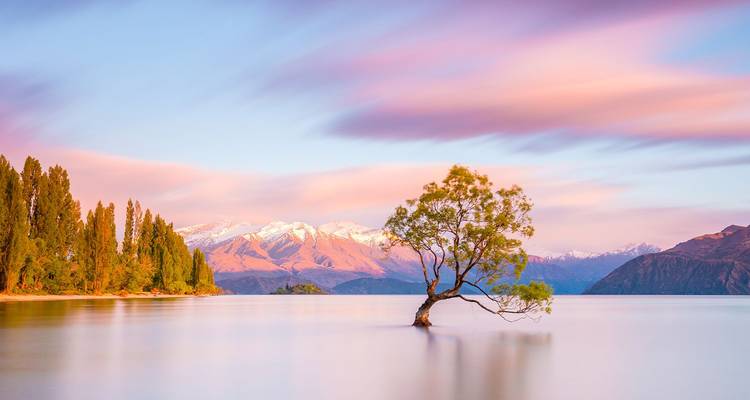 Árbol solitario famoso de pie en las tranquilas aguas del Lago Wanaka con montañas nevadas bajo un cielo rosado al amanecer