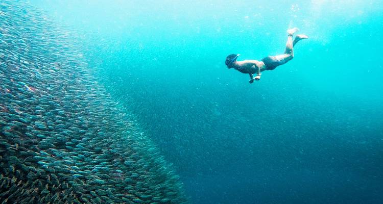 Un apneísta se desliza junto a un enorme banco de sardinas brillantes en aguas azul cristalino.