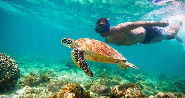 Un buceador de superficie nada al lado de una elegante tortuga marina sobre un colorido arrecife de coral en aguas turquesas cristalinas.