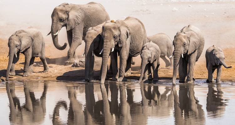 Elefantenherde beim Trinken an einem Wasserloch mit klaren Spiegelungen im Etosha-Nationalpark