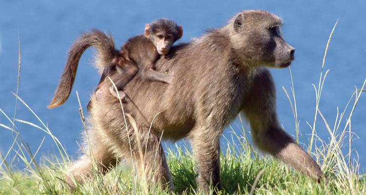 Femelle babouin marchant avec son petit s'accrochant à son dos sur fond d'océan bleu
