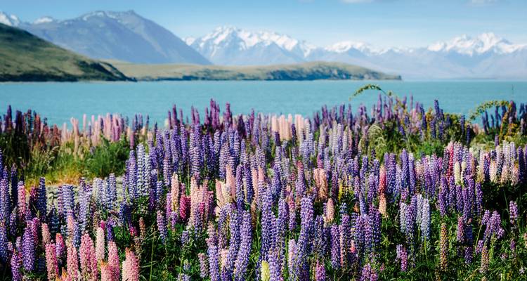 New Zealand Adventure - TruTravels 3