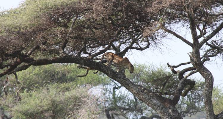 4 jours abordables Migration annuelle des gnous - Safari Serengeti Booking 1