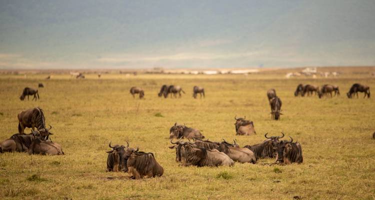 4 Grande migration annuelle des gnous depuis Zanzibar - Safari Serengeti Booking 3