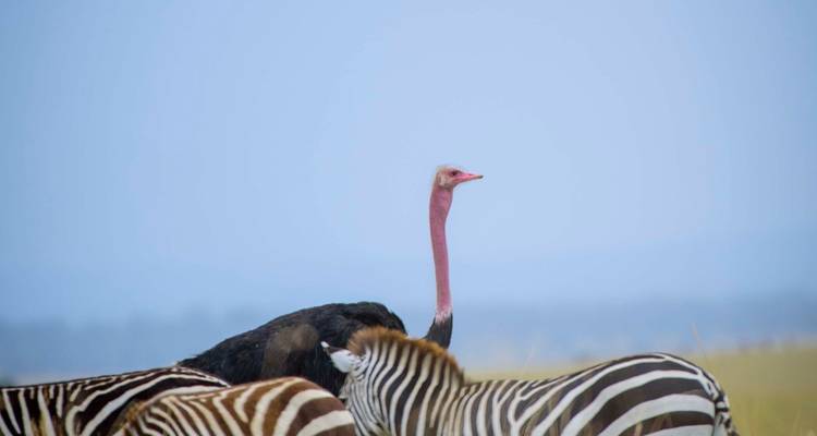 4 Grande migration annuelle des gnous depuis Zanzibar - Safari Serengeti Booking 6