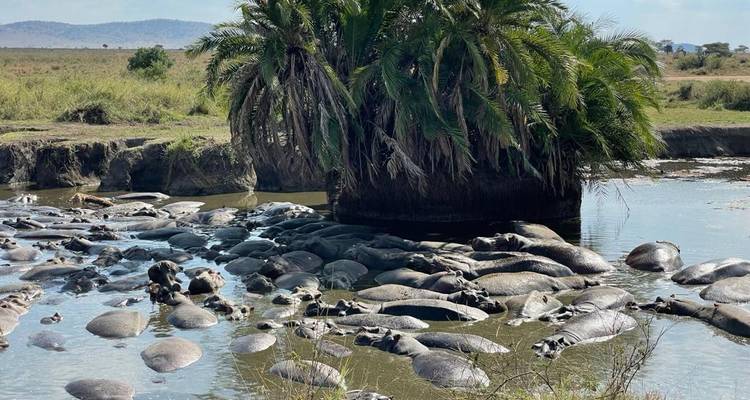 4 Grande migration annuelle des gnous depuis Zanzibar - Safari Serengeti Booking 7