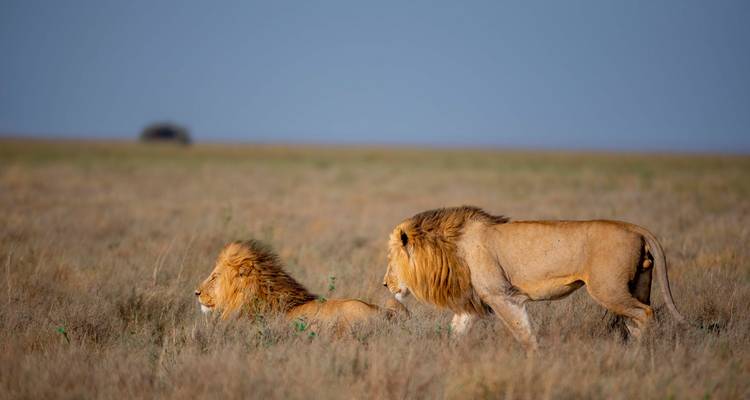 4 Grande migration annuelle des gnous depuis Zanzibar - Safari Serengeti Booking 9
