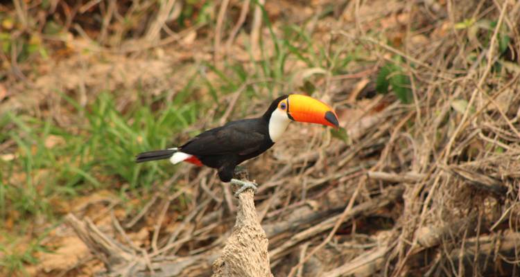 Le sud du Pantanal avec Bonito et Salvador de Bahia - We Travel Discovery 3