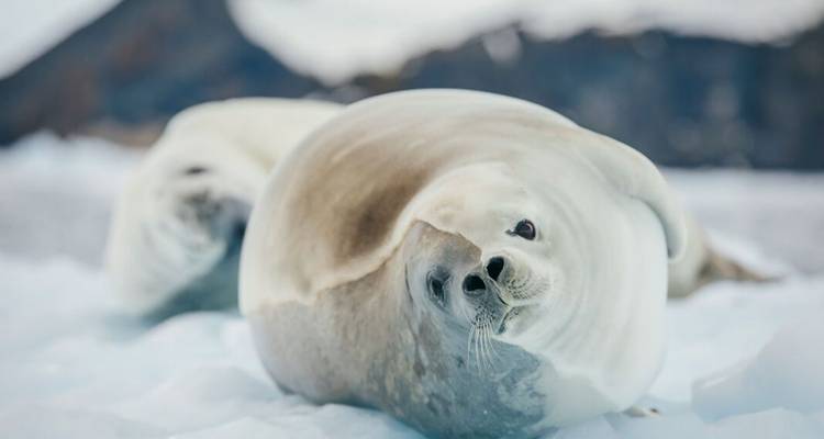 Seal lying on ice turning its head.