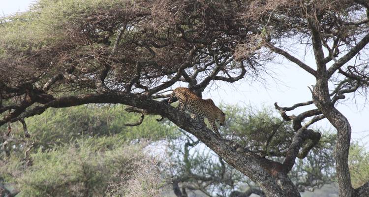 5 jours abordables pour la migration annuelle des gnous à partir de Zanzibar - Safari Serengeti Booking 4