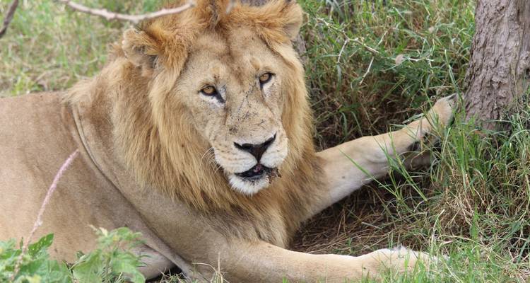 5 jours abordables pour la migration annuelle des gnous à partir de Zanzibar - Safari Serengeti Booking 7