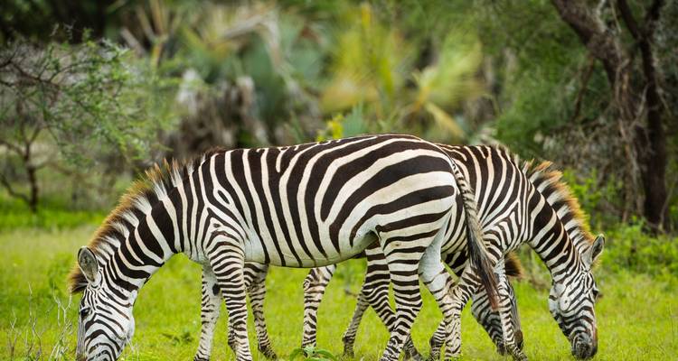 5 jours abordables pour la migration annuelle des gnous à partir de Zanzibar - Safari Serengeti Booking 8