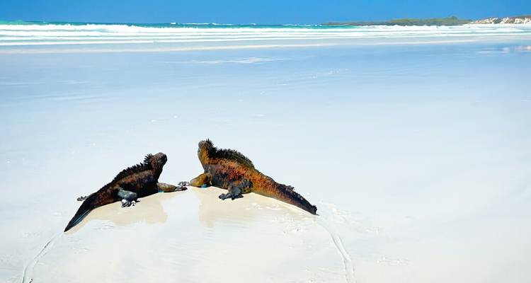 Équateur et Galápagos : 8 jours de magie de la nature - Wanderful Holidays LLC 4