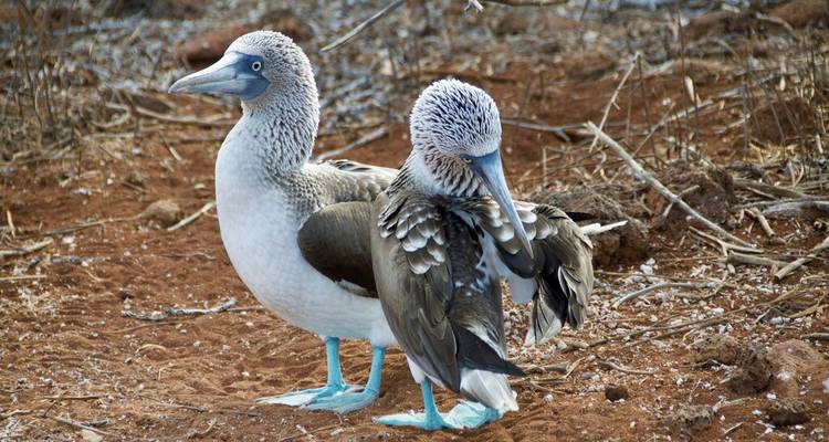 Équateur et Galápagos : 8 jours de magie de la nature - Wanderful Holidays LLC 1