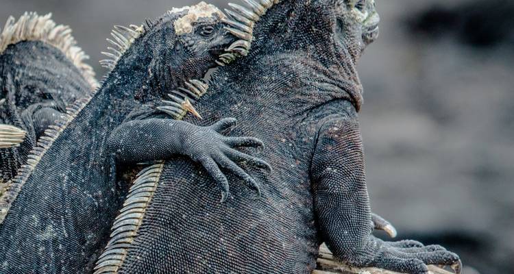 Équateur et Galápagos : 8 jours de magie de la nature - Wanderful Holidays LLC 8