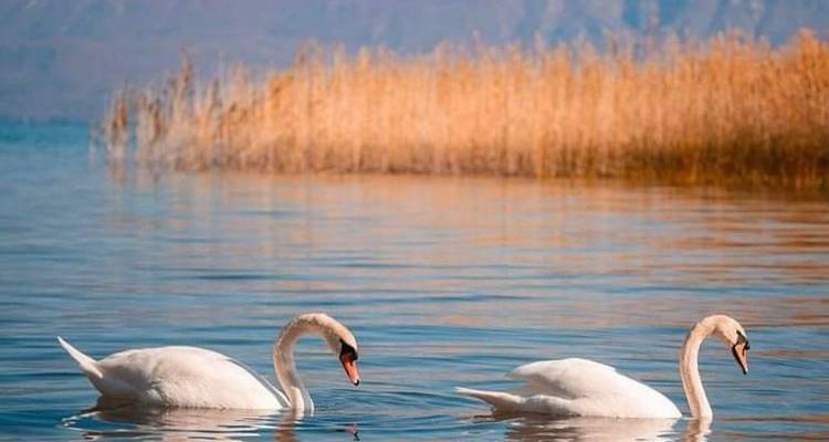 From Tirana, Day Tour: UNESCO site Ohrid Lake and Saint Naum Monastery - LIT Travel and Tours  1