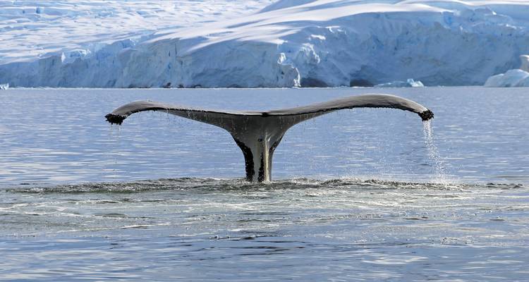 Antarctica, South Georgia & Falklands Explorer - 19 days - On The Go Tours 3