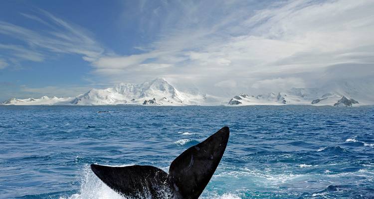 A whale's tail emerges from the sea, with snow-covered mountains in the background.