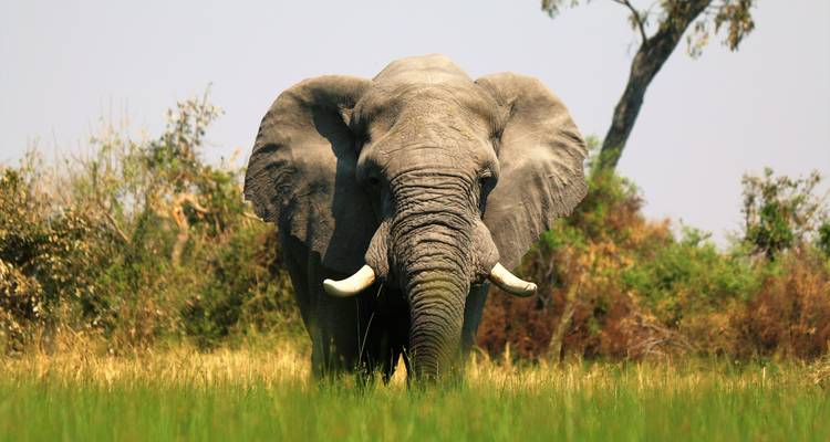 8 jours Delta de l'Okavango et Chobe Express (avec hébergement) - Acacia Adventure Holidays 5