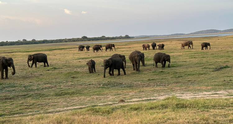 Encuentros majestuosos en Sri Lanka - Exotic Perla 1